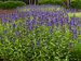 Nepeta Prelude Purple