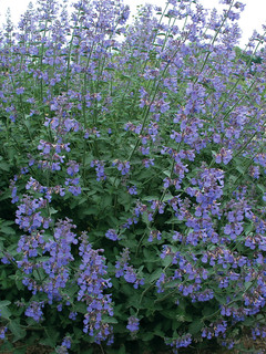 Nepeta