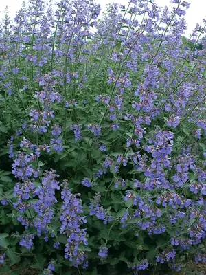 Link to Nepeta Six Hills Giant