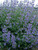 Nepeta Six Hills Giant