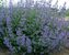 Nepeta Six Hills Giant