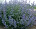 Nepeta Six Hills Giant