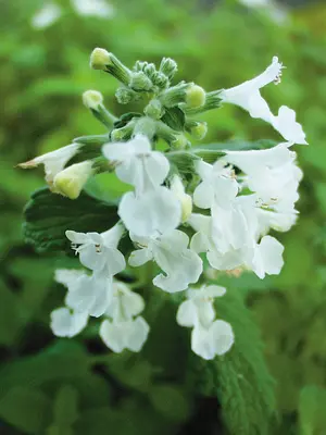 Link to Nepeta Snowflake