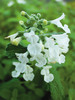 Nepeta Snowflake