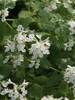 Nepeta Snowflake