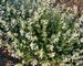 Nepeta Snowflake