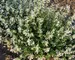 Nepeta Snowflake