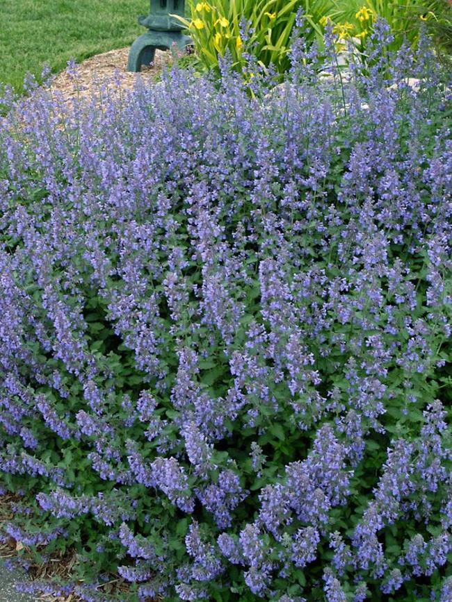 Nepeta Walker's Low Bluestone Perennials