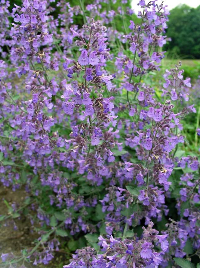 Nepeta Walker's Low Bluestone Perennials