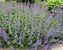 Nepeta Walkers Low