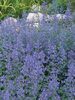 Nepeta Walkers Low