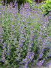 Nepeta Walkers Low