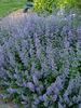 Nepeta Walkers Low