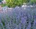 Nepeta Walkers Low