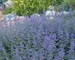 Nepeta Walkers Low