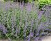 Nepeta Walkers Low