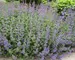Nepeta Walkers Low