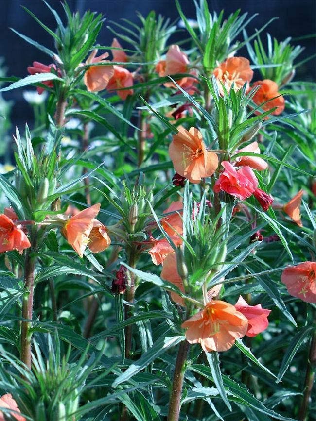 Oenothera Sunset Boulevard | Bluestone Perennials