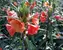 Oenothera Sunset Boulevard