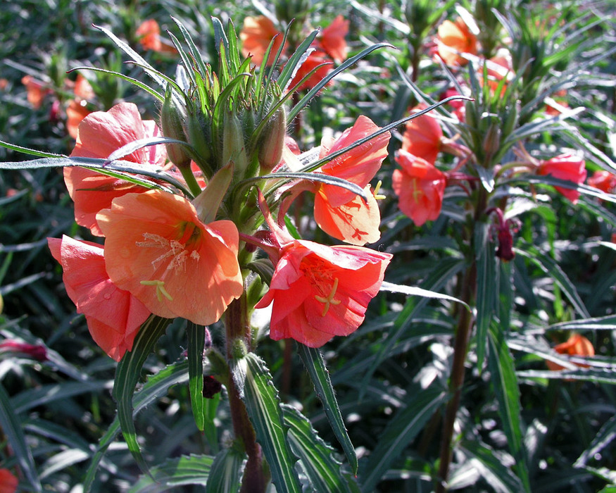 Oenothera Sunset Boulevard | Bluestone Perennials