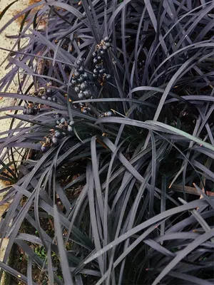 Link to Ophiopogon Nigrescens