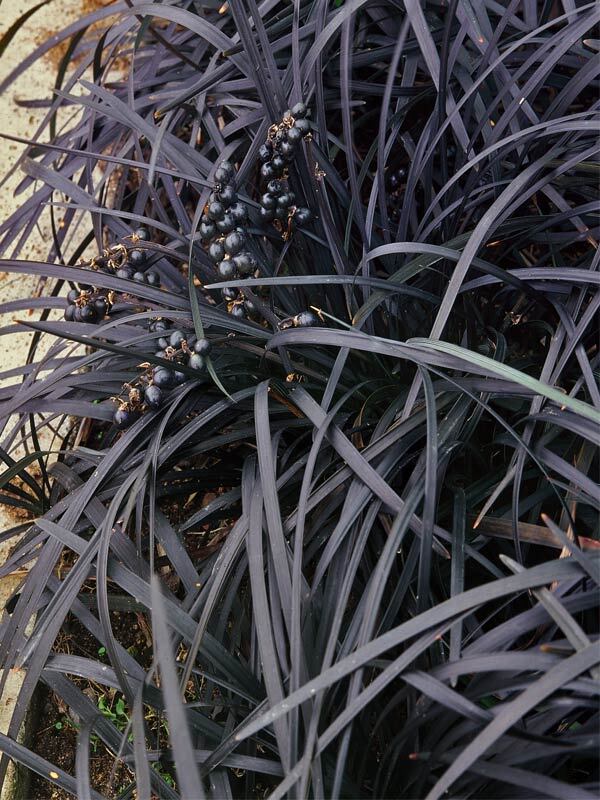 Ophiopogon Nigra