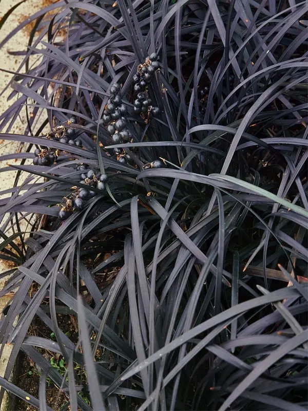 Ophiopogon Nigra
