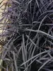 Ophiopogon Nigra