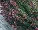 Origanum Herrenhausen