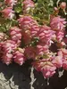 Origanum Kent-Beauty