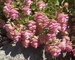 Origanum Kent-Beauty