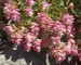 Origanum Kent-Beauty