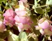 Origanum Kent-Beauty