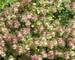 Origanum Kent-Beauty