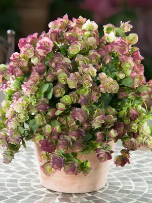 Link to Origanum Kirigami