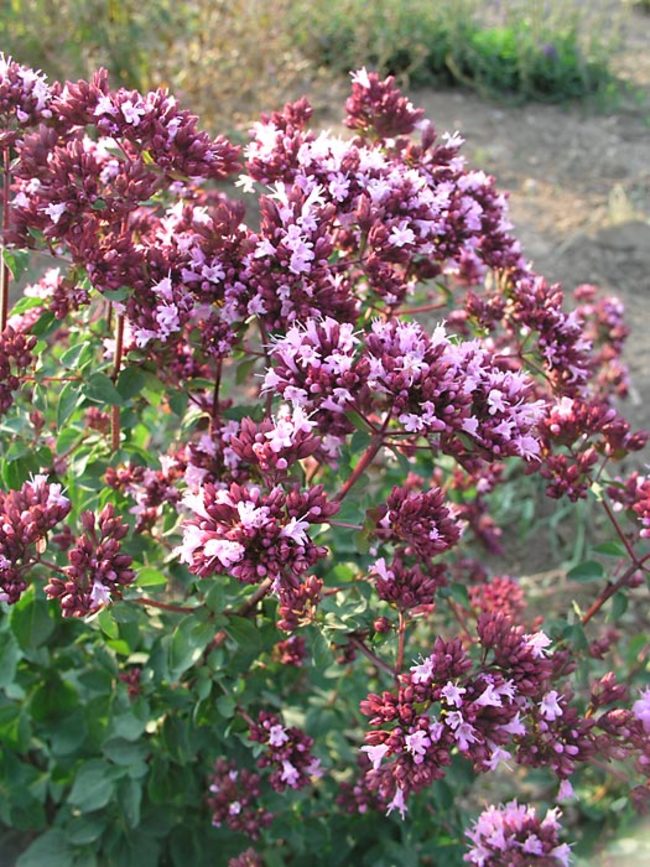 Origanum Rosenkuppel