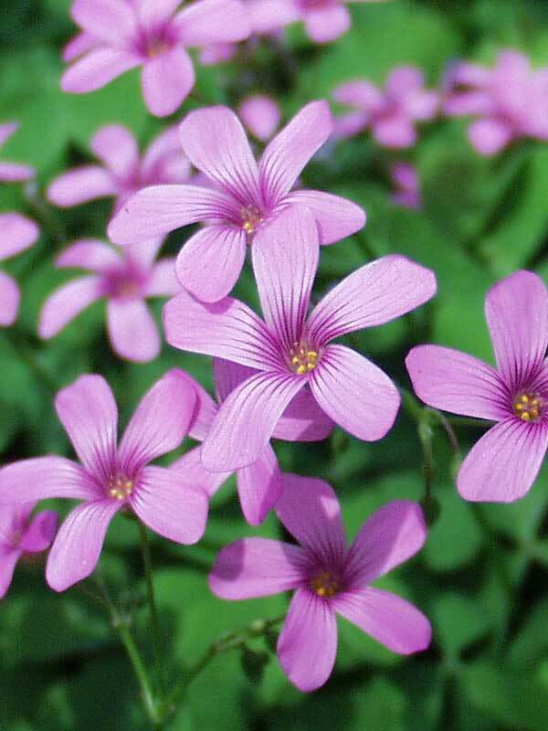 Oxalis Rosea