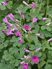 Oxalis Rosea