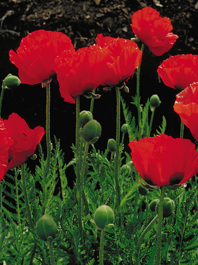 Papaver Beauty-Of-Livermore