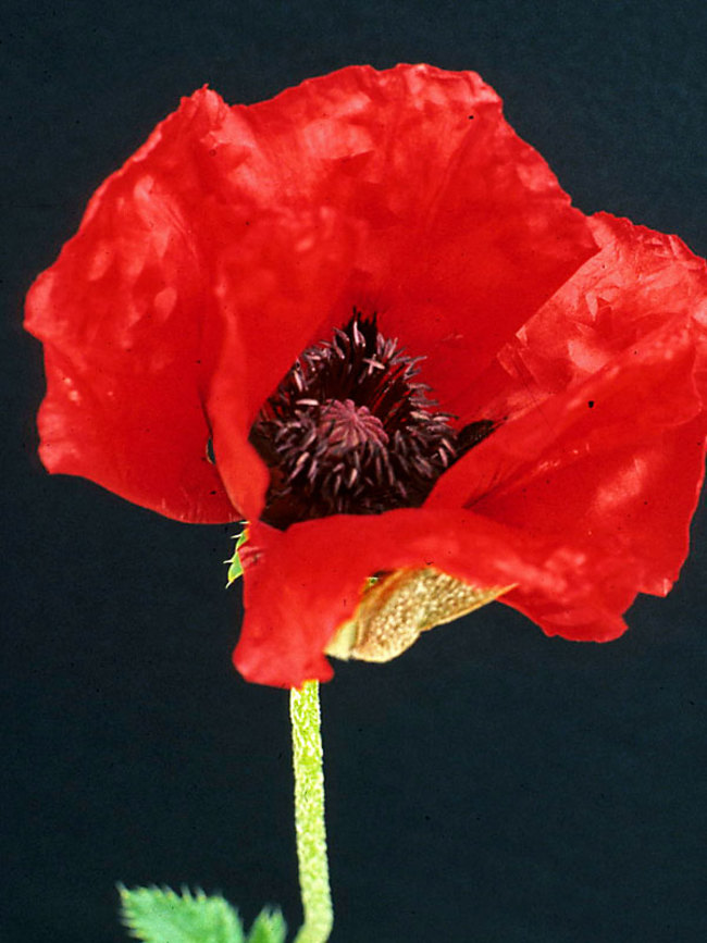 Papaver Oriental /'belleza de livermere/' AGM impresionante verdadero Rojo Flores Exóticas