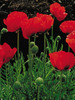 Papaver Beauty-Of-Livermore