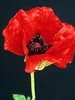 Papaver Beauty-Of-Livermore