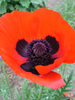 Papaver Brilliant