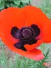 Papaver Brilliant