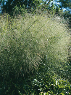 Panicum