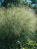 Panicum Cloud-Nine