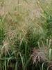 Panicum Cloud-Nine