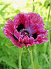 Papaver Central Park