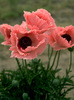 Papaver Coral-Reef