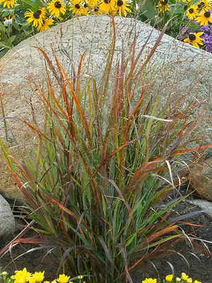 Link to Panicum Cheyenne Sky